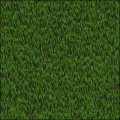 Pine Needles