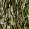 RockMudWood