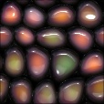 Variation 7