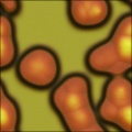 Cell Slide Primary