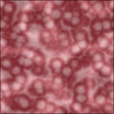 Diffuse Map
