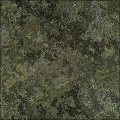 Lichen