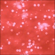 Diffuse Map