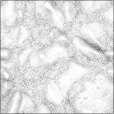 Ambient Occlusion Map