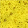 Sponge