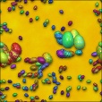 Variation 5