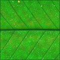 Leaf Surface