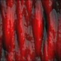 Muscle Fiber