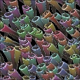 Variation 6