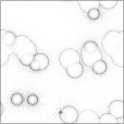 Ambient Occlusion Map