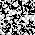Variation 8