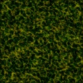 Grass