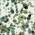Cells