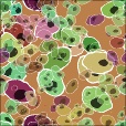 Variation 7
