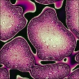 Diffuse Map