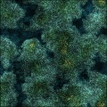 Coral Reef Colored