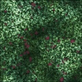 Berry bush