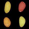 Diffuse Map
