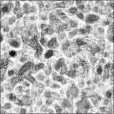 Ambient Occlusion Map