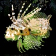 Variation 8