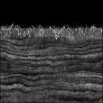 Bump Map