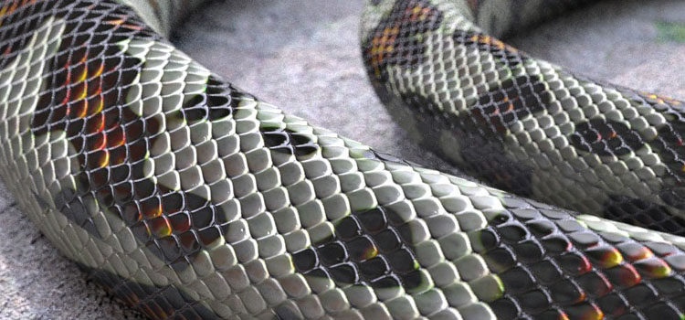 Snake Scales by kurts
