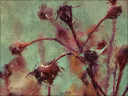 Old roses