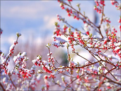 Tilt and Shift lense effect
