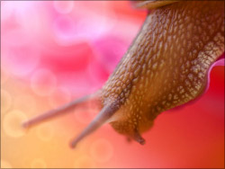 Bokeh photo effect