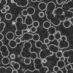 Image:Cells_profile_3.jpg