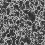 Image:Chaff_profile_3.jpg