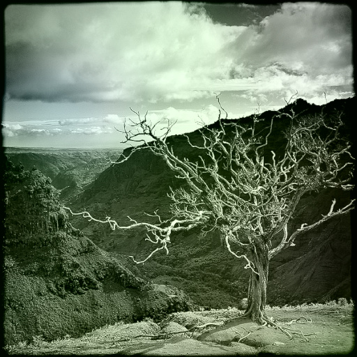 Variation 7