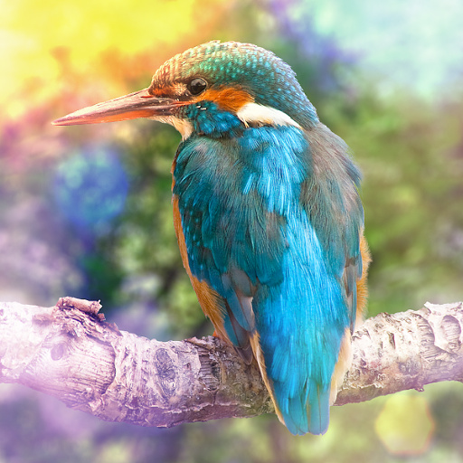 Variation 8