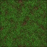 Grass V8