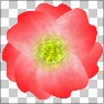 GF Flowers Gen