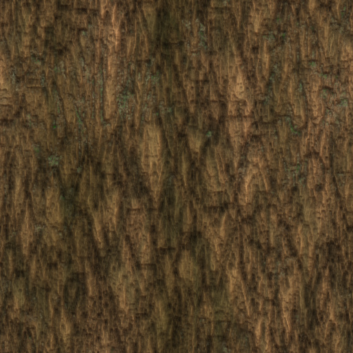 TreeBark by DylanCPL