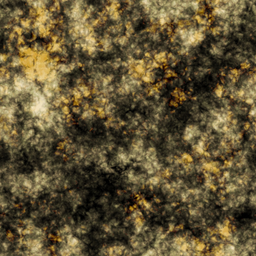 Diffuse Map