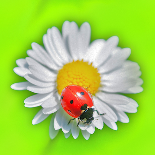 Variation 3