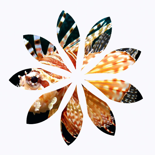 Variation 8