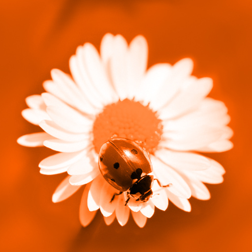 Variation 6