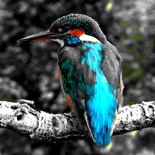 Variation 8