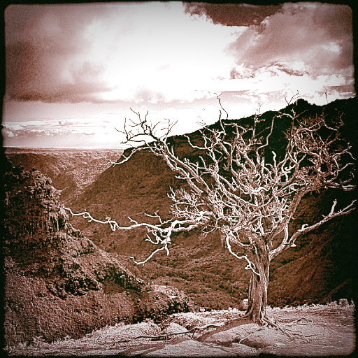 Variation 8