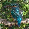 Dragon Dreams