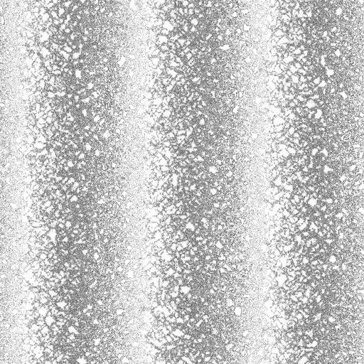 Ambient Occlusion Map