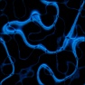 Liquid Snakes