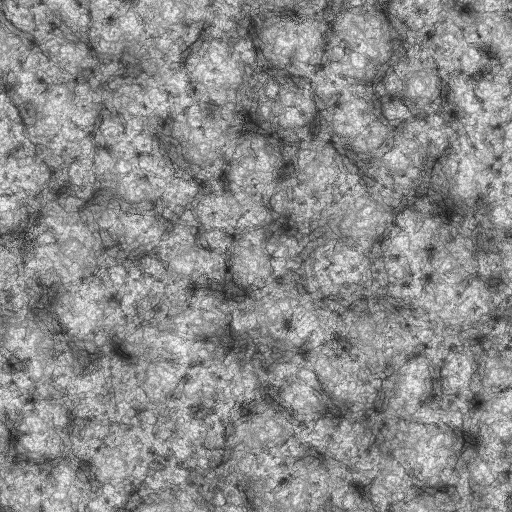 Ambient Occlusion Map