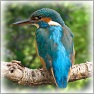 Picture fade border effects