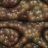 Creeping Flesh