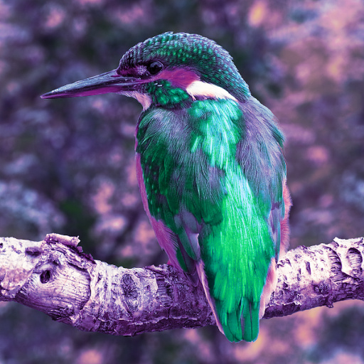 Variation 5