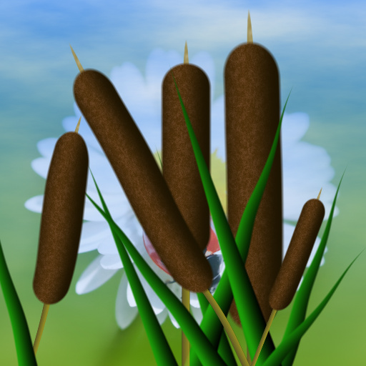 Variation 8